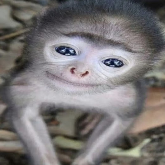 Meet your Posher, Itzel - Picture 1 of 1